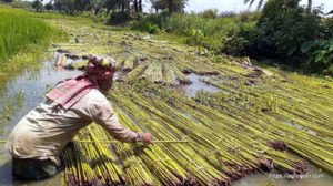 পাট জাগ দেয়া বা পাট পচানো