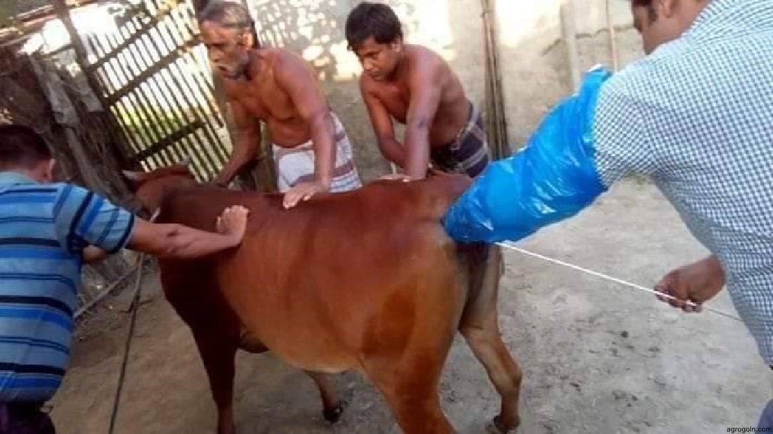 কৃত্রিম প্রজনন
