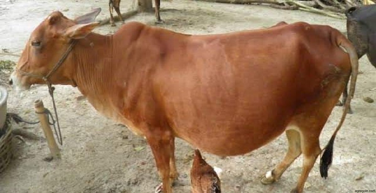 চূড়ান্ত মূল্যায়ন- দুগ্ধ খামার স্থাপন