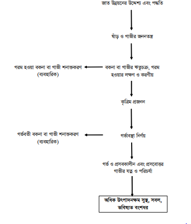 চূড়ান্ত মূল্যায়ন – গাভীর জাত উন্নয়ন