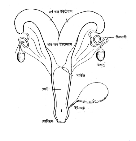 গাভী ও ষাঁড়ের প্রজননতন্ত্র
