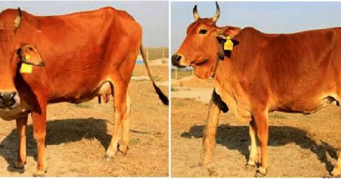 কৃত্রিম প্রজনন