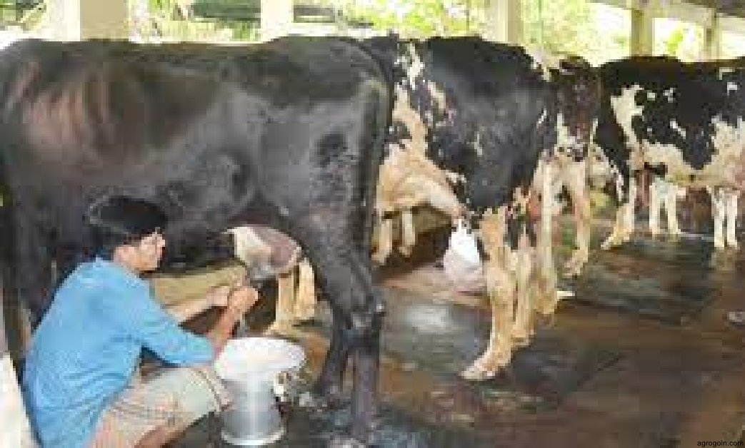 ব্যবহারিকঃ হাত দিয়ে দুধ দোহন