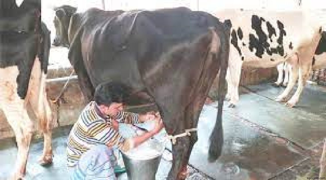 ব্যবহারিকঃ হাত দিয়ে দুধ দোহন