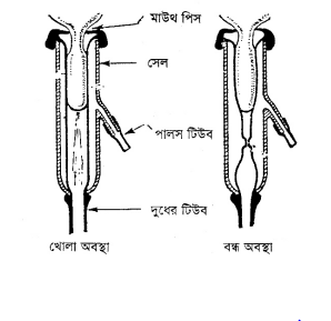 দুধ দোহন ও দুধ বাজারজাতকরণ