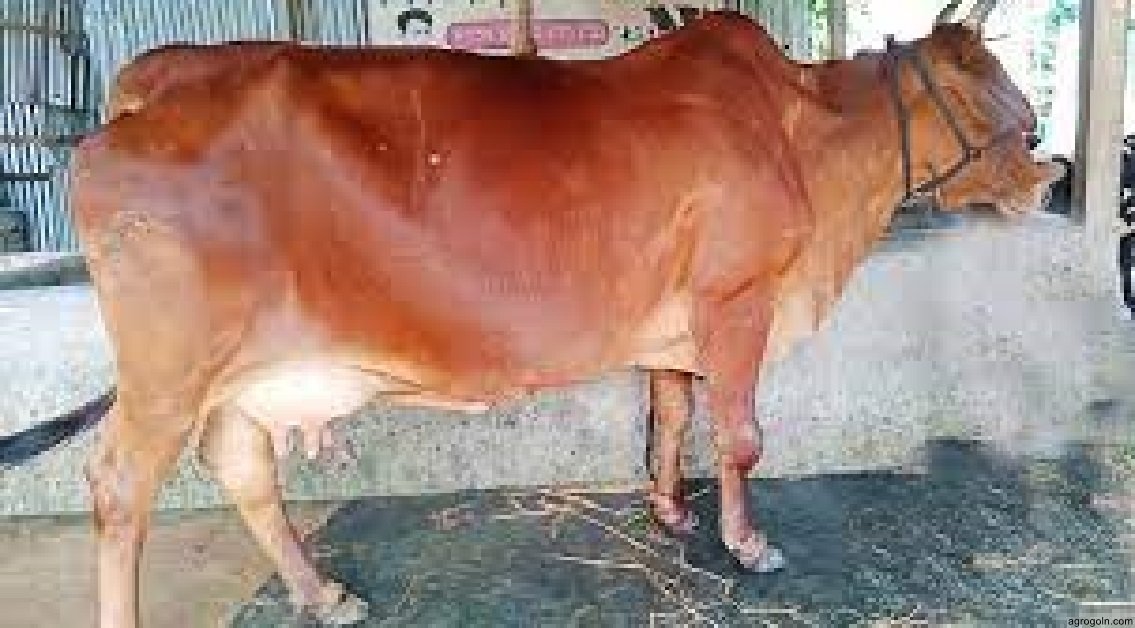  চূড়ান্ত মূল্যায়ন- দুগ্ধ খামার স্থাপন