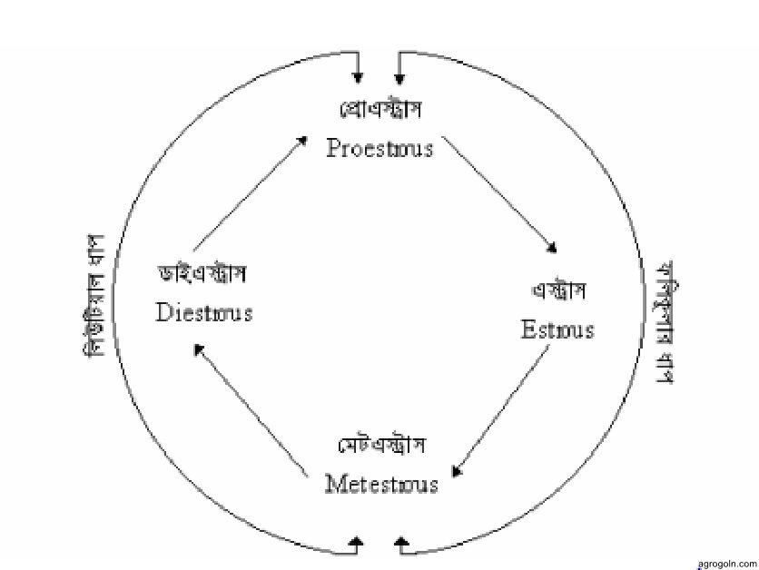  বকনা বা গাভীর ঋতুচক্র, গরম হওয়ার লক্ষণ ও করণীয়