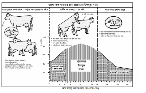  বকনা বা গাভীর ঋতুচক্র, গরম হওয়ার লক্ষণ ও করণীয়