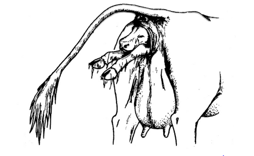 গর্ভকালীন, প্রসবকালীন ও প্রসবোত্তর গাভীর যত্ন ও পরিচর্যা