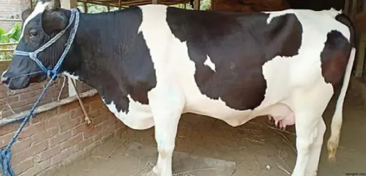 দুগ্ধ খামার স্থাপনে প্রাথমিক করণীয়