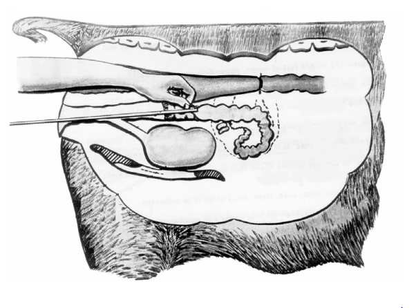 গাভীর গর্ভাবস্থা নির্ণয়