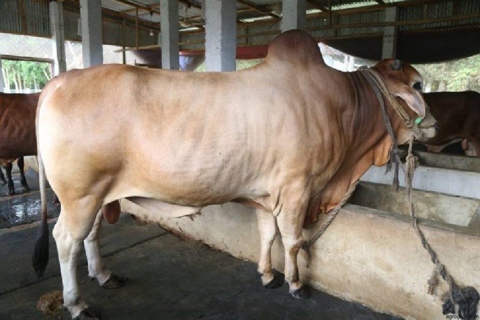 চূড়ান্ত মূল্যায়ন – গাভীর জাত উন্নয়ন 3 গর্ভকালীন, প্রসবকালীন ও প্রসবোত্তর গাভীর যত্ন ও পরিচর্যা