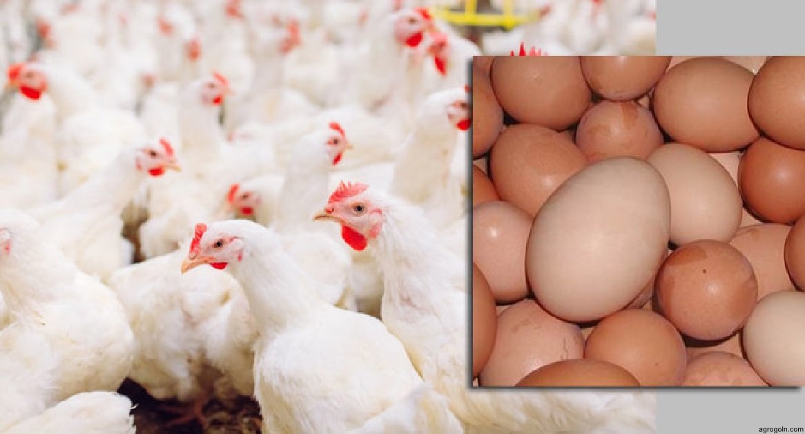 ডিমপাড়া মুরগি খামারের একটি প্রকল্প প্রস্তুতকরণ