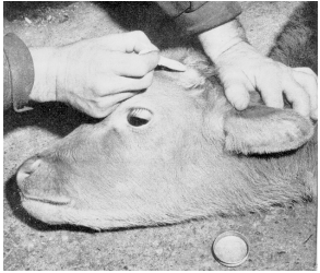 দুগ্ধ খামার ব্যবস্থাপনা