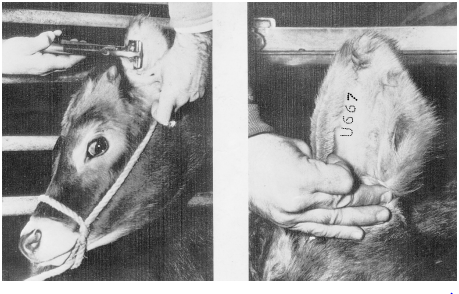 দুগ্ধ খামার ব্যবস্থাপনা