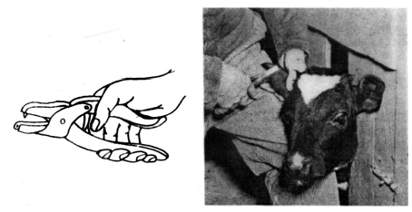 দুগ্ধ খামার ব্যবস্থাপনা