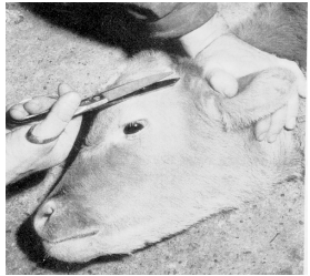 দুগ্ধ খামার ব্যবস্থাপনা