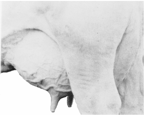 দুগ্ধ খামার স্থাপনে প্রাথমিক করণীয়