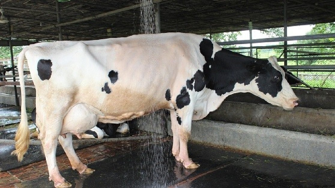 দুগ্ধ খামার স্থাপনে প্রাথমিক করণীয়