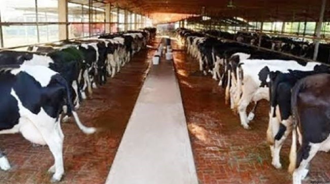 দুগ্ধ খামার স্থাপনে প্রাথমিক করণীয়