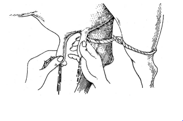 দুধ দোহন ও দুধ বাজারজাতকরণ 7 দুধ দোহন ও দুধ বাজারজাতকরণ
