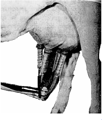 দুধ দোহন ও দুধ বাজারজাতকরণ 9 দুধ দোহন ও দুধ বাজারজাতকরণ