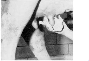 দুধ দোহন ও দুধ বাজারজাতকরণ 3 দুধ দোহন ও দুধ বাজারজাতকরণ