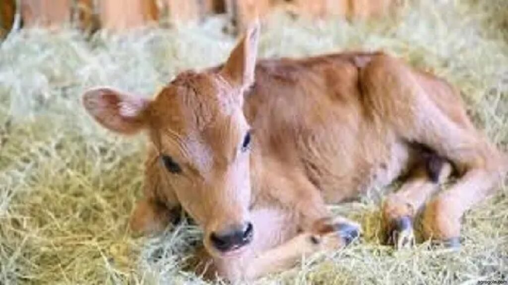 বাছুরকে বাদলা রোগের টীকা দান [ ব্যবহারিক ]