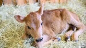 বাছুরের খাদ্য 2 বাছুরের খাদ্য