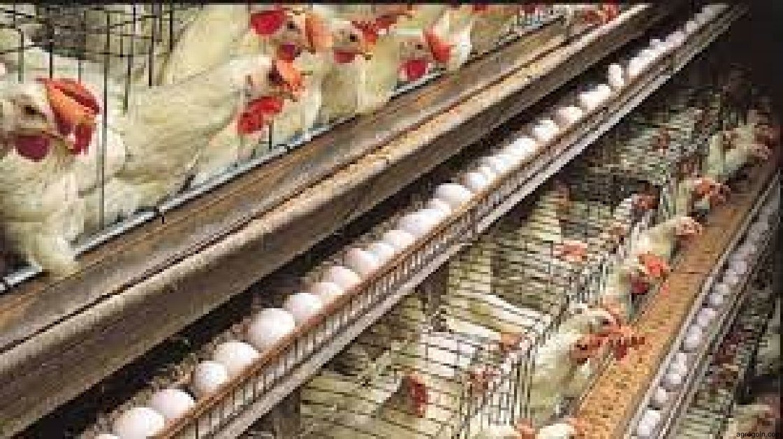 ডিমপাড়া মুরগি খামারের একটি প্রকল্প প্রস্তুতকরণ