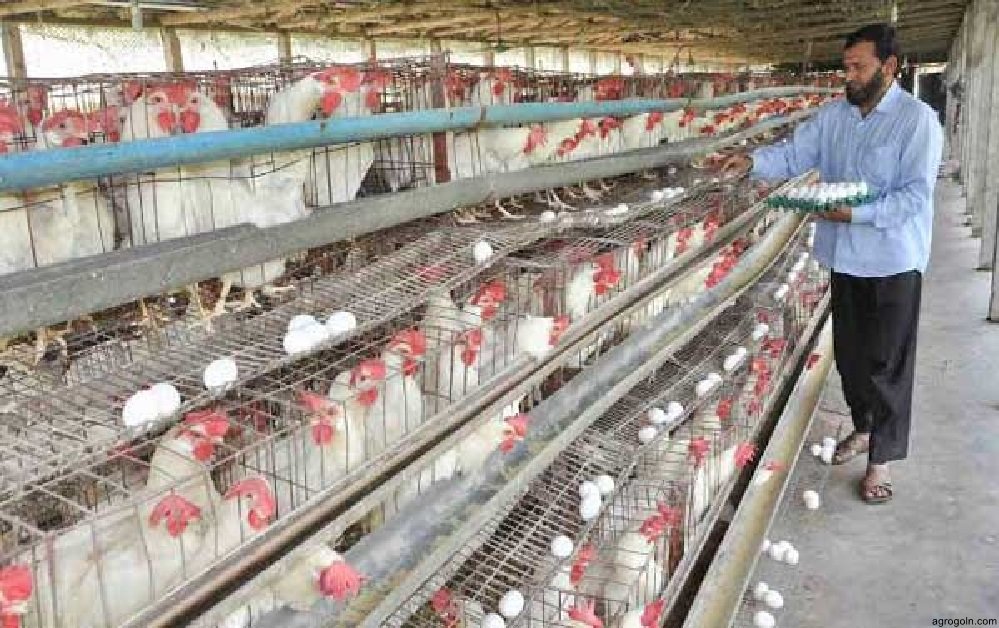 ডিমপাড়া মুরগি খামারের একটি প্রকল্প প্রস্তুতকরণ