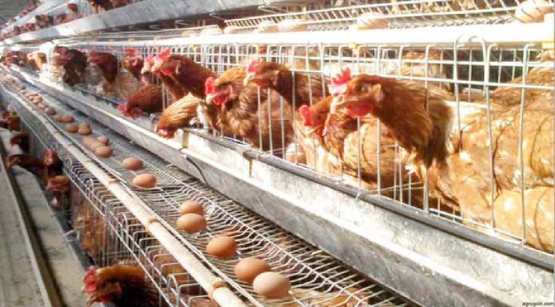 ডিমপাড়া মুরগি খামারের একটি প্রকল্প প্রস্তুতকরণ