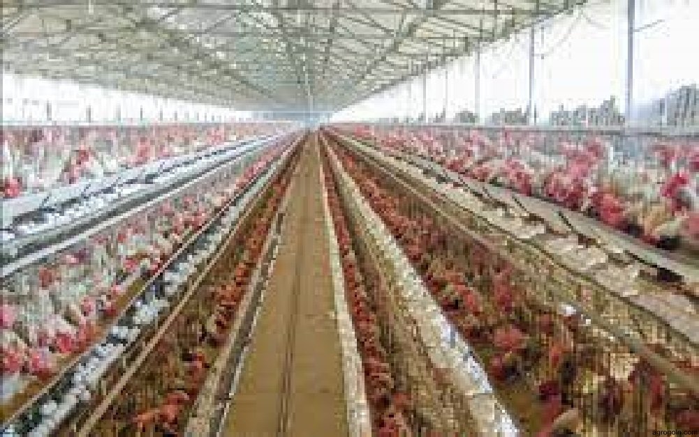 ব্যবহারিকঃ ব্রয়লার খামারের প্রকল্প প্রস্তুতকরণ