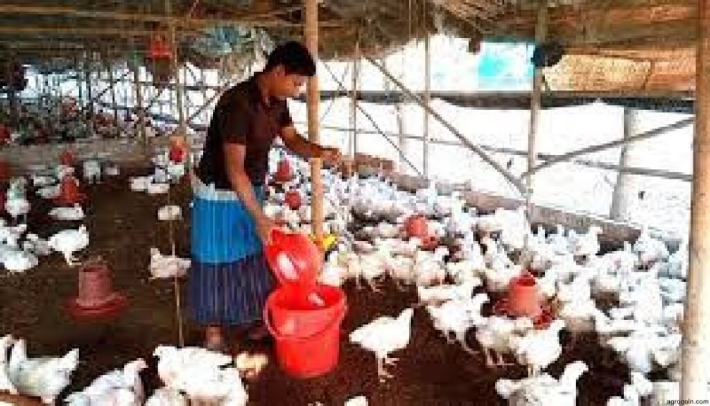 মুরগির খামারের দৈনন্দিন কাজকর্ম 2 বাংলাদেশের হাঁস-মুরগি পালন: সম্ভাবনা, চ্যালেঞ্জ ও ভবিষ্যৎ