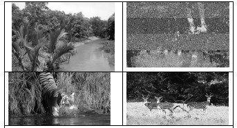 উপকূলীয় বনায়ন