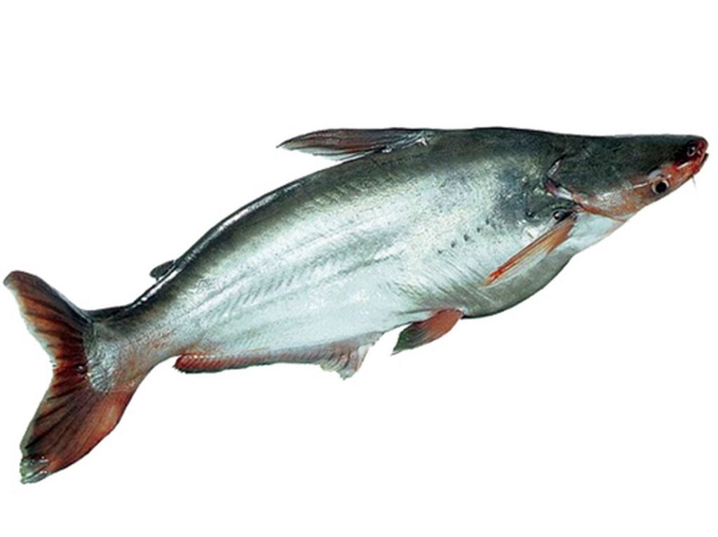 পাঙ্গাস মাছ চাষ