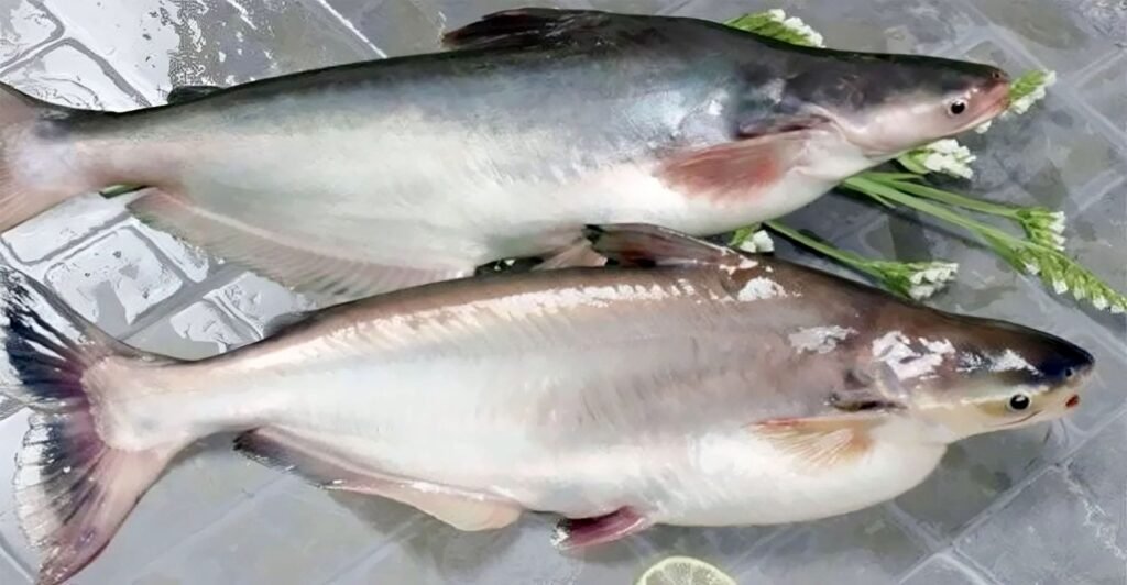পাঙ্গাশ মাছ