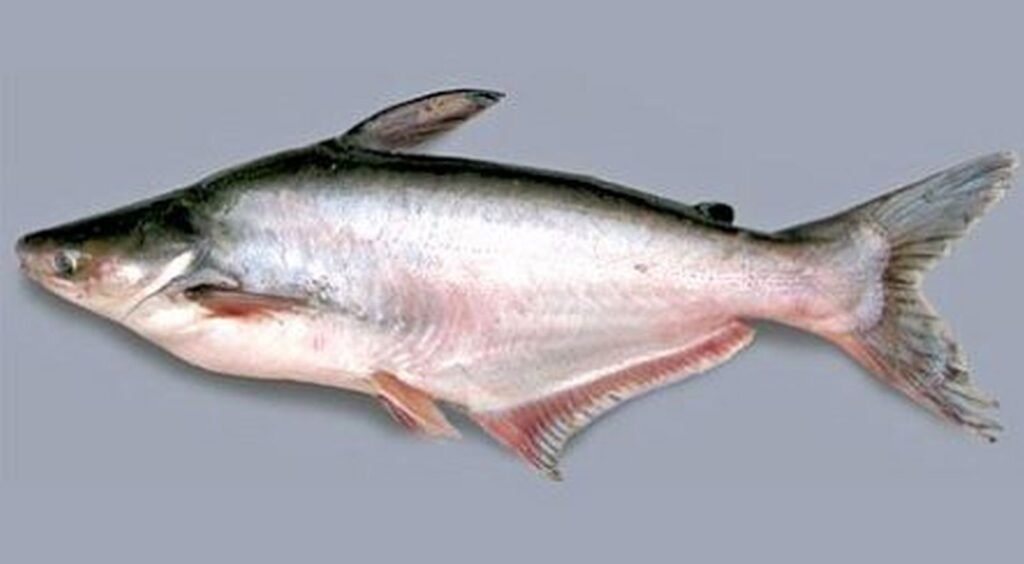 পাঙ্গাশ মাছ
