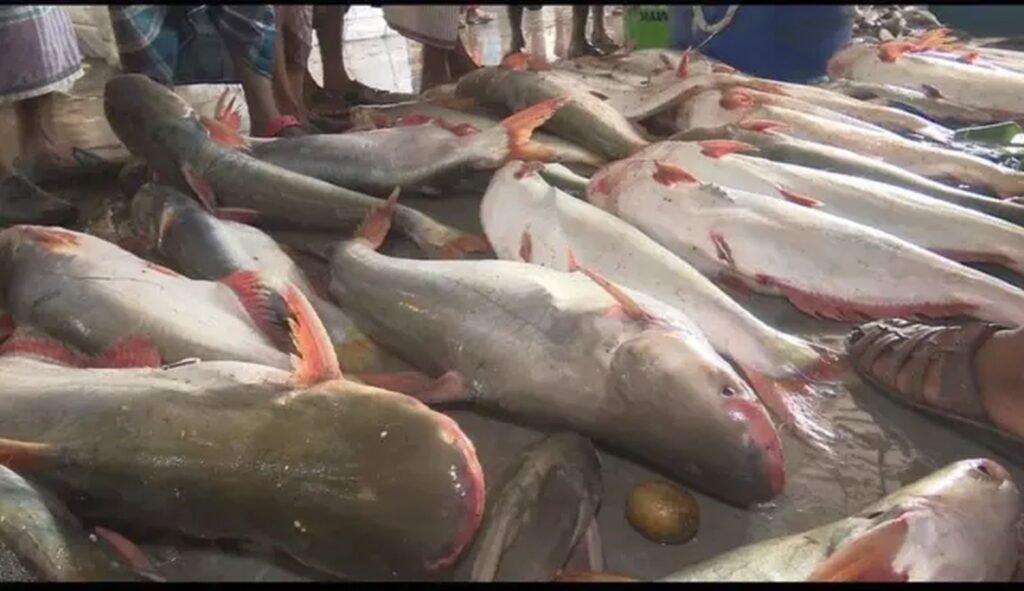 পাঙ্গাশ মাছ