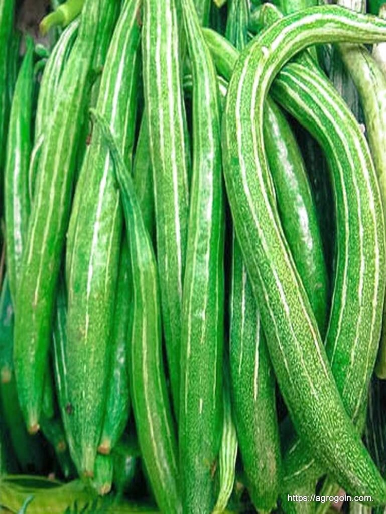 চিচিঙ্গা বা কইডা বা কুশি বা হইডা, Snake gourd, Chichinga, Trichosanthes cucumerina