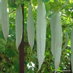 চিচিঙ্গা বা কইডা বা কুশি বা হইডা, Snake gourd, Chichinga, Trichosanthes cucumerina