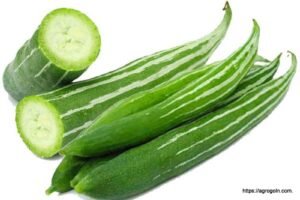 চিচিঙ্গা বা কইডা বা কুশি বা হইডা, Snake gourd, Chichinga, Trichosanthes cucumerina