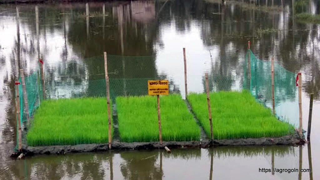 দাপোগ বীজতলা