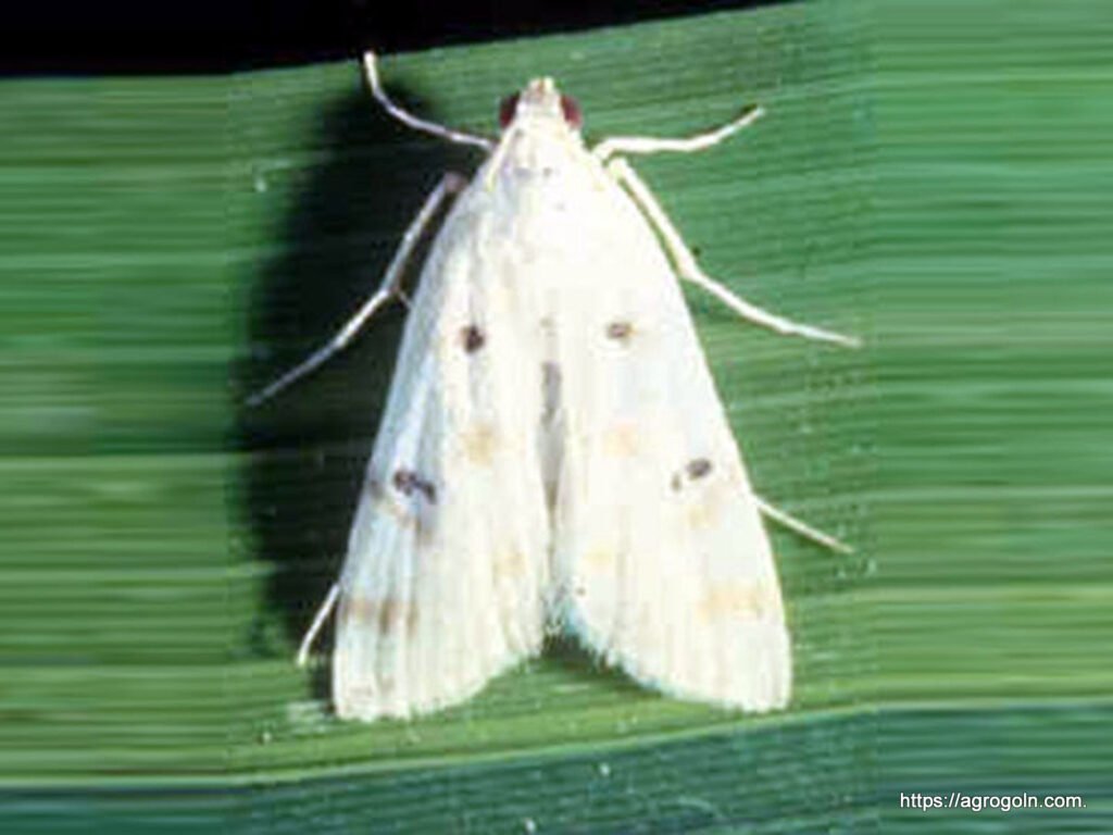ধানের চুঙ্গি পোকা