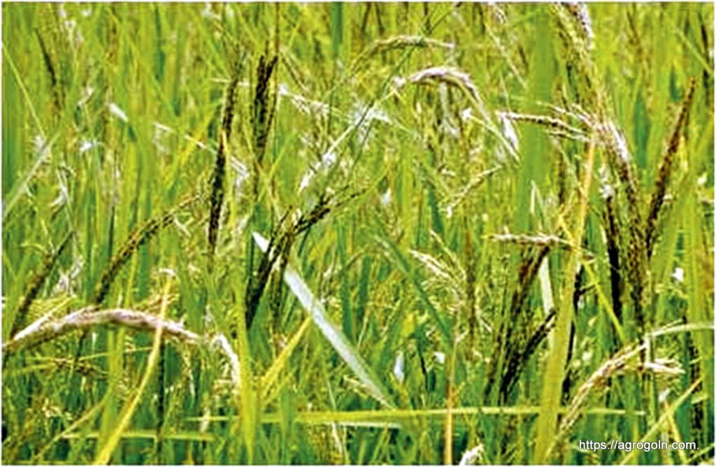 ধান ক্ষেতে আগাছা