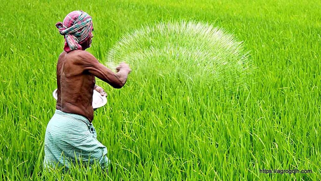 ধান চাষে সার প্রয়োগে