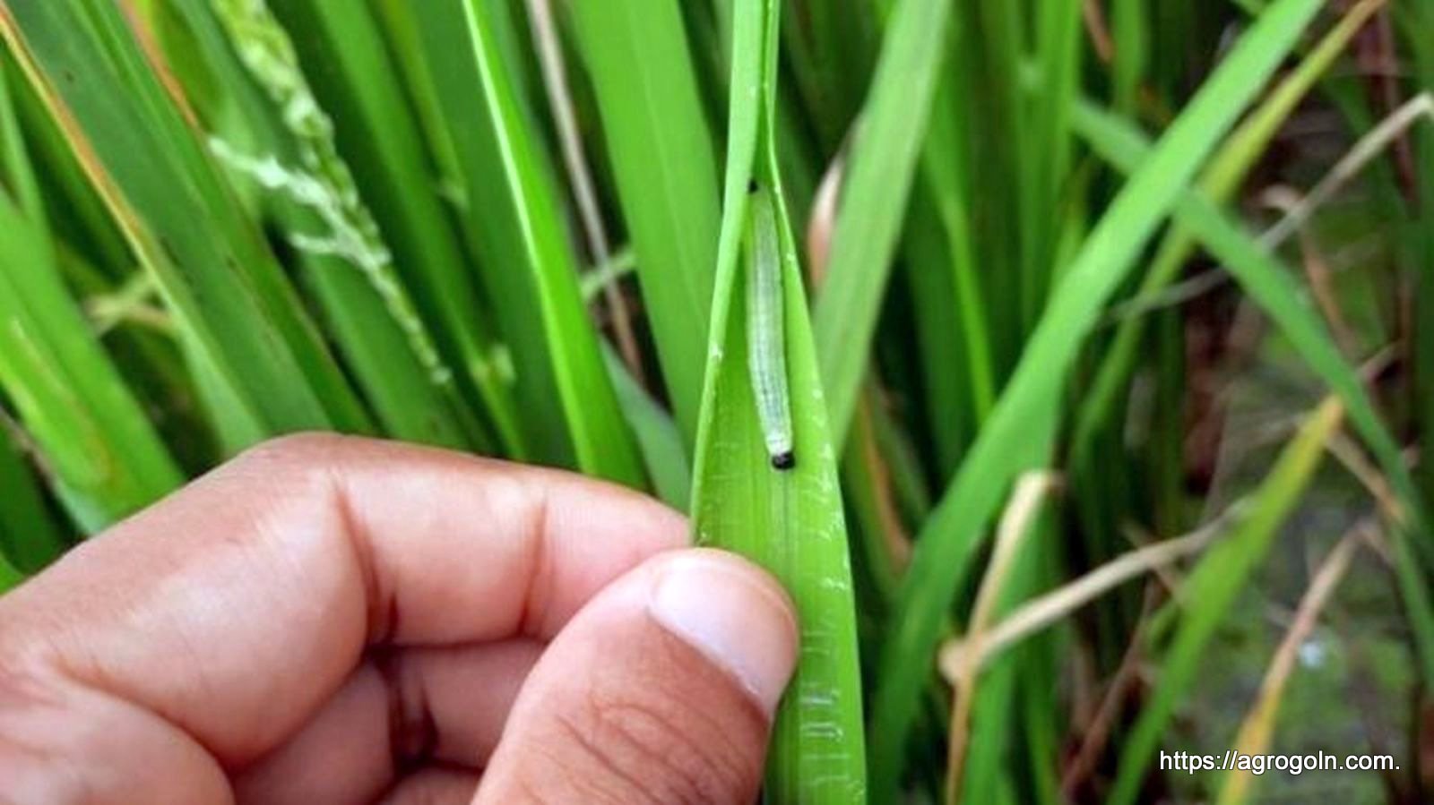 পাতা মোড়ানো পোকা