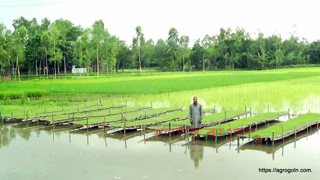 ভাসমান বীজতলা