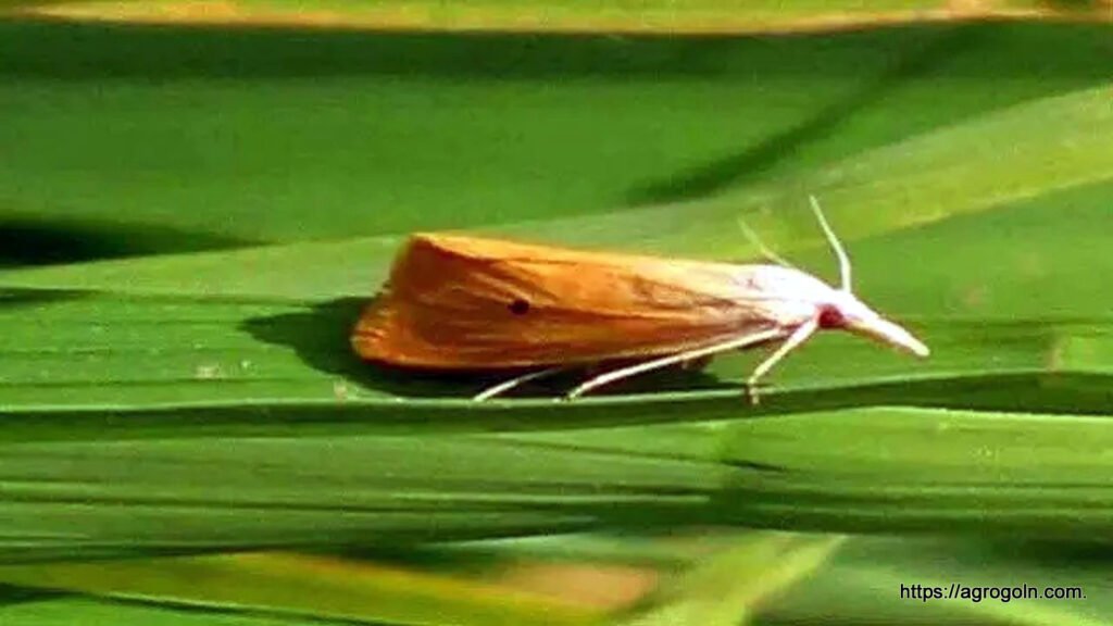 মাজরা পোকা