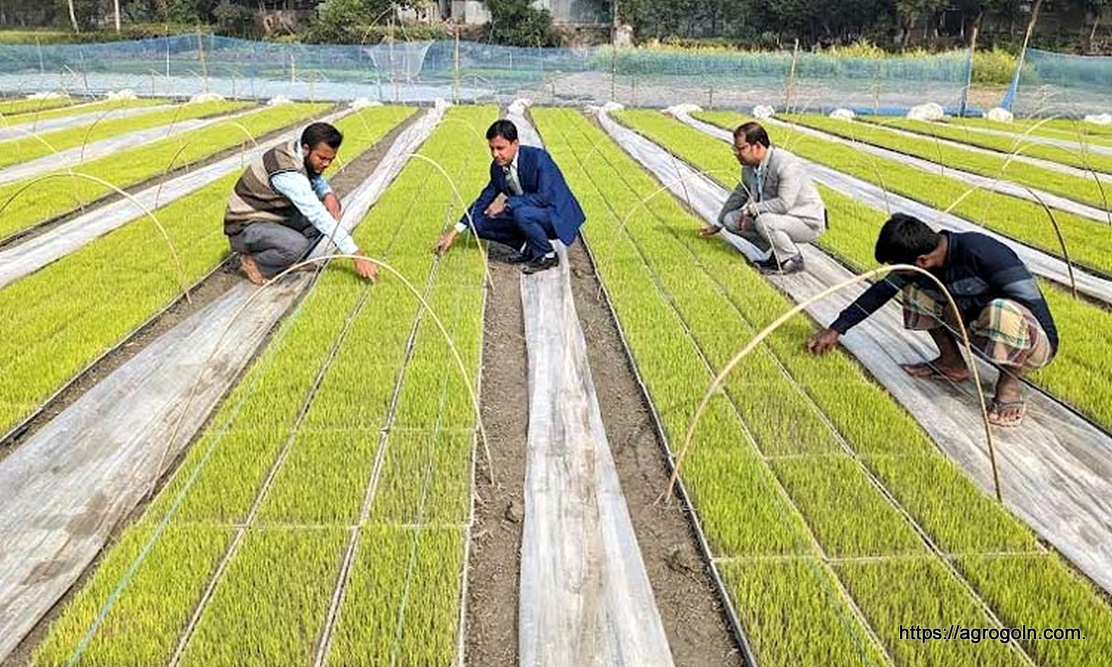 আধুনিক যন্ত্রের সাহায্যে ধানের বীজ লাগানো